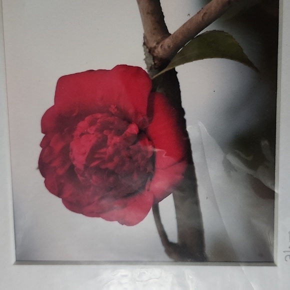 Camellia Peace Print by Hazel Berger 2011 - Picture 2 of 4